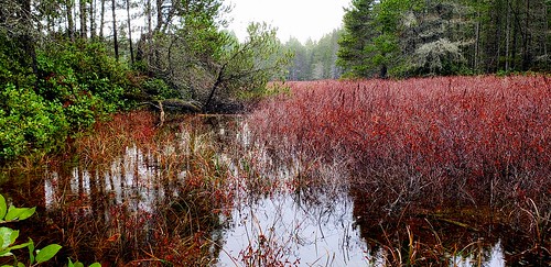 lake wetland horizontaltree fog salal gaultheriashallon grass hardhack steeplebush spiraeadouglasii