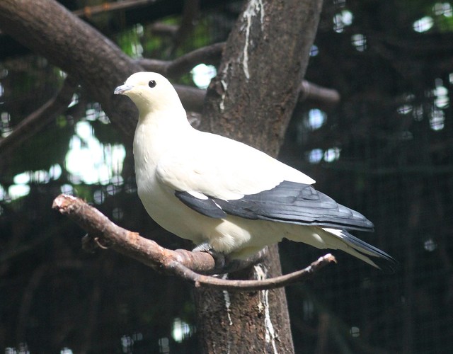 Pied imperial pigeon (Ducula bicolor)