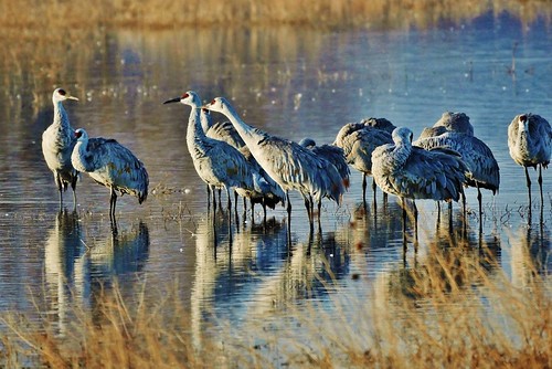 Sandhill Cranes On The Water | by Susan Roehl