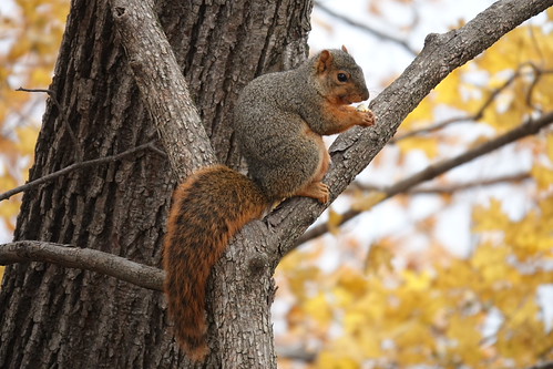 Fox Squirrel | by jdf_92