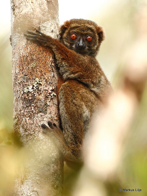 Gmelin's Woolly Lemur