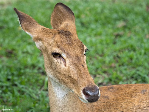 thailand sriracha chonburi zoo animal deer