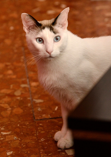 Blau, gato cruce Snowshoe nacido en enero´17 esterilizado, apto para gatos machos, en adopción. Valencia. ADOPTADO. 46157687382_eca7584c97_z