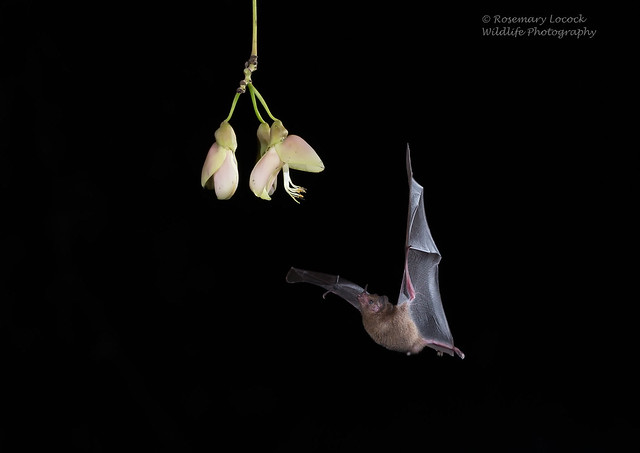 Pallas' long-tongued bat - Glossophaga soricina