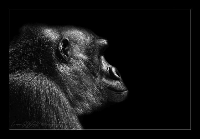 portrait de gorille  Zurich park