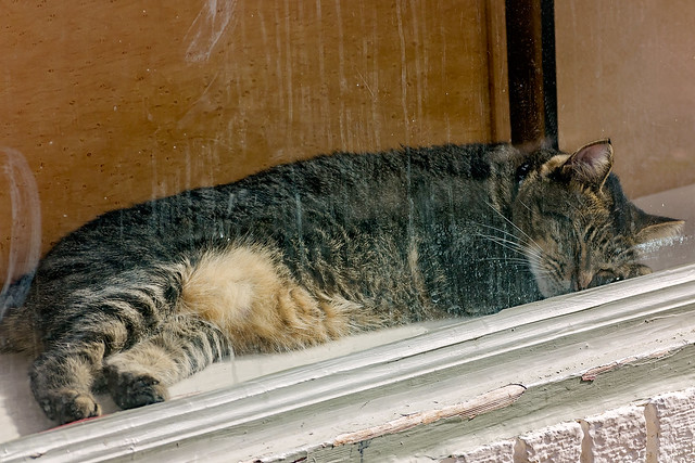 Tabby cat sleeping in shop window in New Orleans Louisiana French Quarter