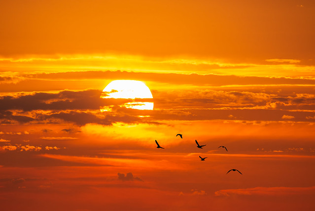 Sunset Seagull Silhouettes
