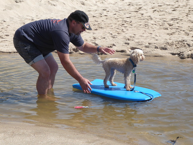 Teaching Riley to Surf