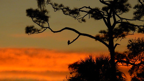 sunrise sunup dawn sun morning sky clouds color red orange pink yellow blue tree palm silhouette weather tropical exotic wallpaper landscape bradenton florida manateecounty nikon coolpix p900 jimmullhaupt cloudsstormssunsetssunrises osprey fisheagle bird water pond lake swamp wildlife nature background outdoor photo flickr geographic picture pictures camera snapshot photography nikoncoolpixp900 nikonp900 coolpixp900
