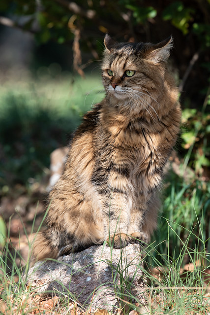 Le lynx de Provence