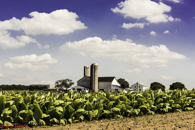 Amish Tobacco Farm near Oxford, Chester County,  Pennsylvania