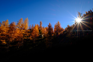 Larches in Valle Maira