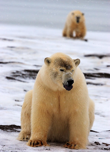 animal polarbear bear barrow alaska ice snow barrowpoint nuwuk ursusmaritimus wildlife north arctic arcticocean arcticcircle bears wildanimal mammal utqiagvik медведь медведи белыймедведь