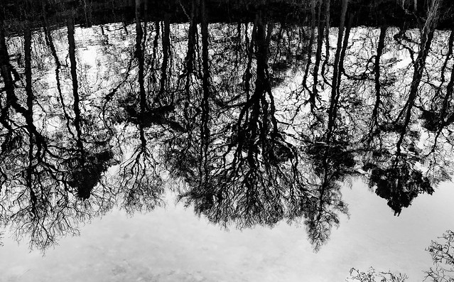 watery branches