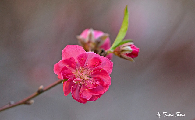 SHF_7060_peach blossom