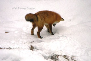 Fox just about to pounce on a vole | by Karen @ Wall Flower Studio