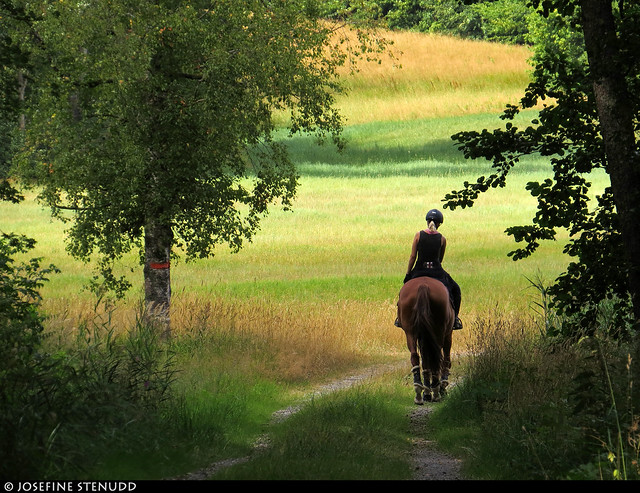 20180803_04k Chestnut horse & rider on gravel road | The trail Bohusleden, section 16 - Kaserna to Harska | Bohuslän, Sweden