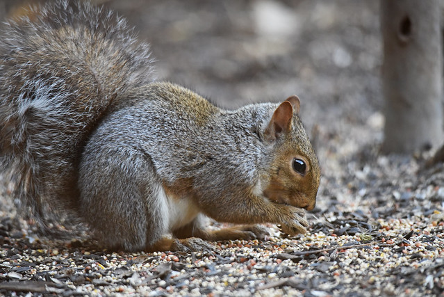 Gray squirrel foraging on the ground