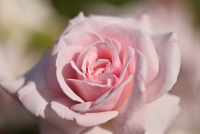 Rose 'Opheria' raised in UK