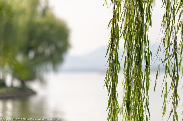 There are a lot of Willows in Hangzhou