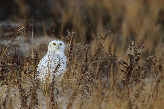 Snowy Owl (Bubo scandiacus) at the Jersey Shore