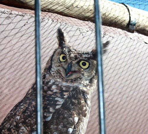 cute owl | by Catness Grace