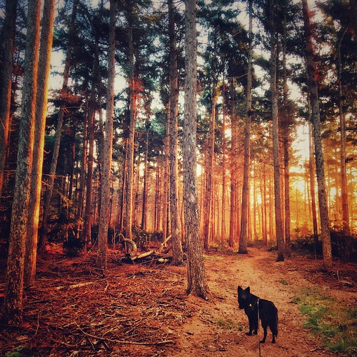 totoro dutchshepherd hollandseherder dog hond forest bos sunrise