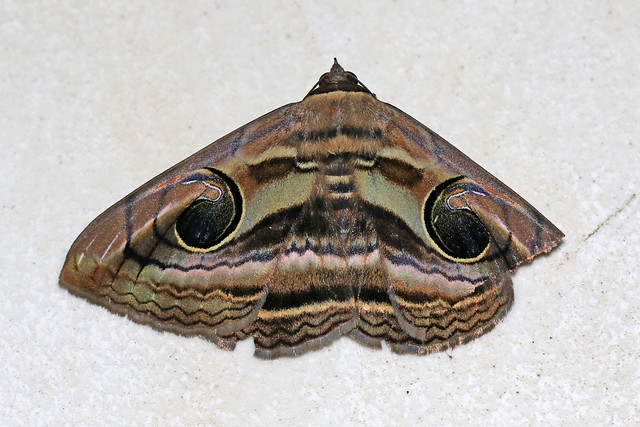 Indian Owlet-moth ♀ Spirama retorta