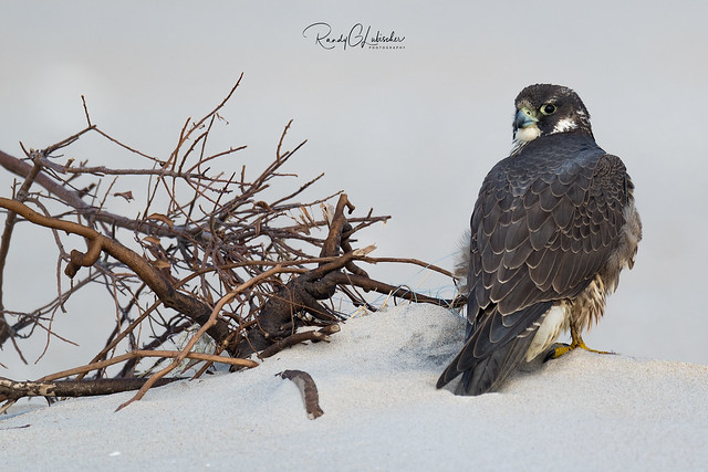 Peregrine Falcon - Falco peregrinus | 2018 - 33