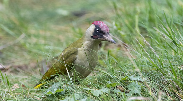 Green Woodpecker, Nottinghamshire.