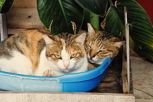 cat(s) 100 | by 8pl