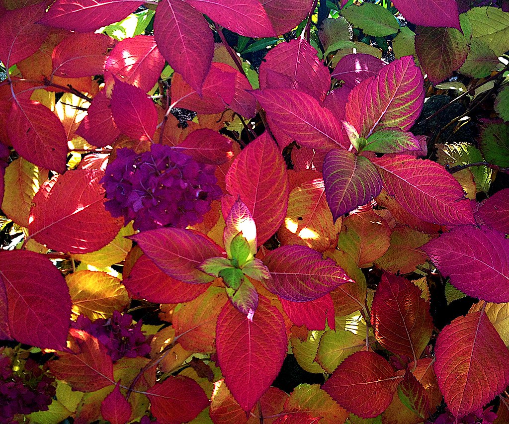 Autumn Kaleidoscope Nr.2