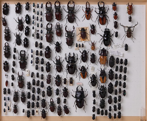 coleoptera-lucanidae-div-unbest-4876 | 1 of 6000 insect draw… | Flickr