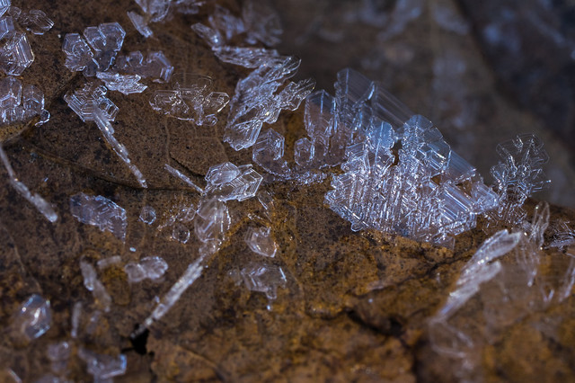 ice crystals growing on a leaf