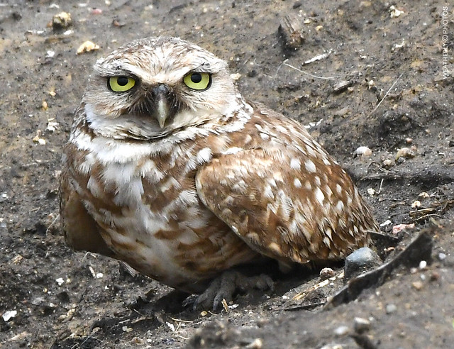 Burrowing Owl - Ottosen, IA - May 2018