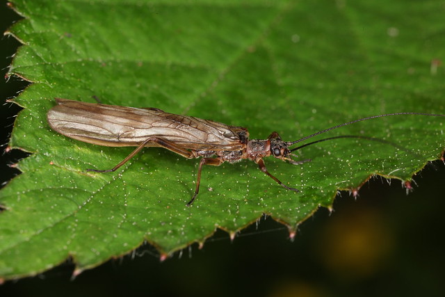 Insecte de la famille des Perlidae et de l'ordre des Plecoptera