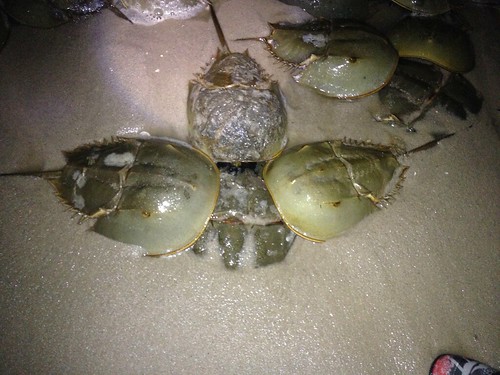 Photo of horseshoe crabs in the ocean surf on a beach at night