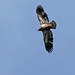 Flickr photo 'Bald Eagle (Haliaeetus leucocephalus)' by: Mary Keim.