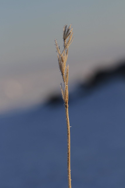 Close-up of Sea Lyme Grass in snow with ice crystals