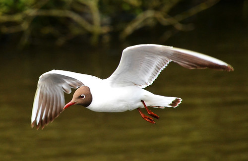 hampshire england spring june 2017 netley victoriacountrypark country countrypark park blackheadedgull gull bird animal fauna water lake sophiespond pond