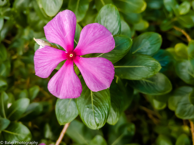 Garden Bloom - Rosy periwinkle