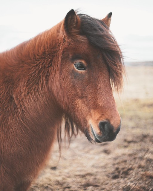 Icelandic Horsey