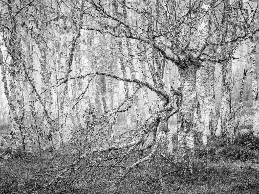 The birch grove