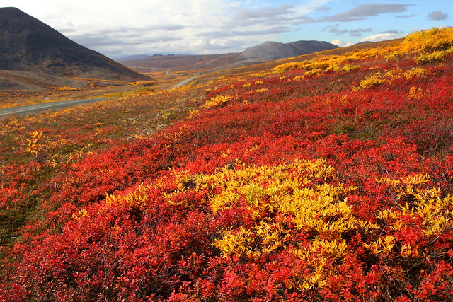 Fall Colors on the Tundra