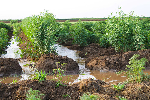 Furrow irrigation, Gezira irrigation scheme