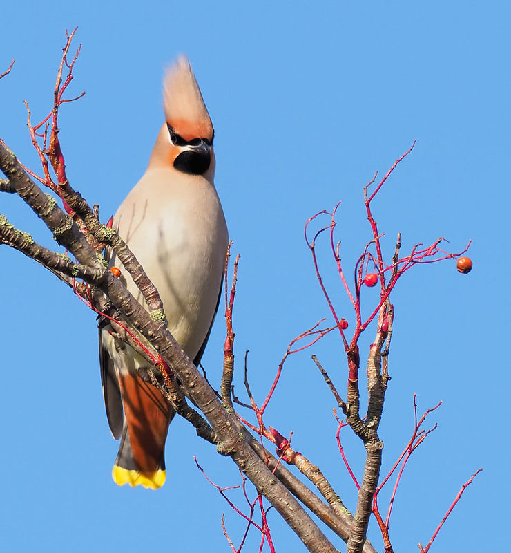 Waxwing - what a haircut!