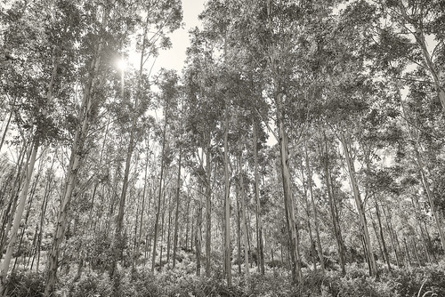 trees blackandwhite bw forest landscape eucalypt eucalypts bushland stateforest thebush