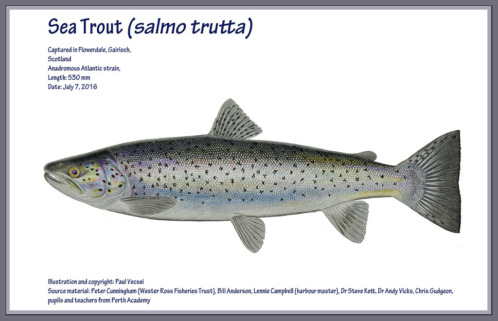 Big Sea Trout, In North America, the name 'Sea Trout' is us…