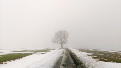 tree nature fog tranquility singletree water outdoors treetrunk winter coldtemperature nopeople sky landscape beautyinnature day lone