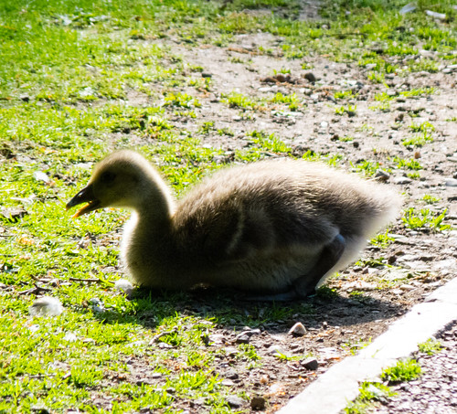 Goose-stepping gosling, feeding